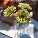3Pcs 9.05in/23cm
Artificial Silk Gerbera Flowers Wedding Home verandahs Table Decor Fake Daisy Chrysanthemum Party Home Decoration(green) image 4