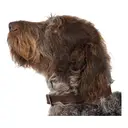 Ancol Timberwolf Leather Collar Sable 35cm image 3