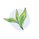 Yorkshire Tea Decaf 40 Tea Bags 125g image 1