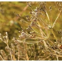 RAJAH Spices Ground Cumin Jeera 100G image 3