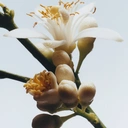 Jo Malone Eau de Cologne Fleur d'Oranger (Coffret cadeau) 100 ml  image 2