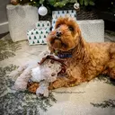 Rosewood Dasher Dino Dog Toy image 1