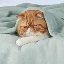 Bedsure Flannel Blanket - Solid Jadeite - 150x200cm - 1 pc - 100% Polyester image 1