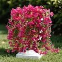 Yuejia Lot de 4 bouquets suspendus de fleurs artificielles en soie liseron rose - 75 cm image 3