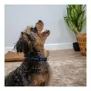 Ancol Puppy Collar and Lead Set Stars Blue image 2