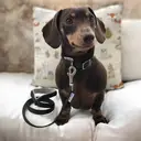 Ancol Viva Collar Black 28-36cm Size 3 image 1