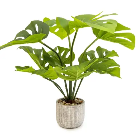 Candlelight Artificial Cheese Plant in Cement Pot 50cm