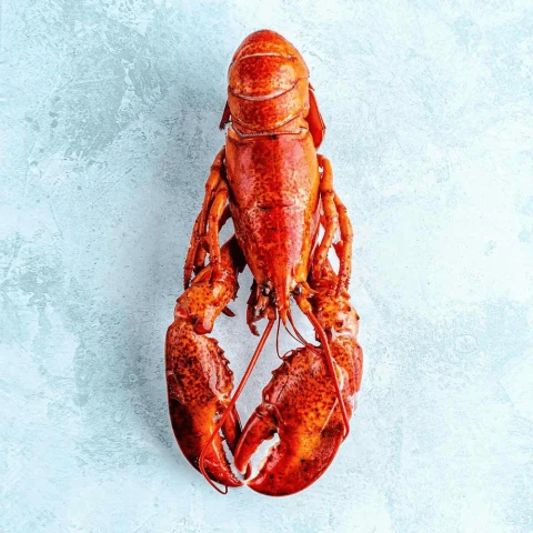 The Fish Society Wild Cooked American Lobster - 400g
