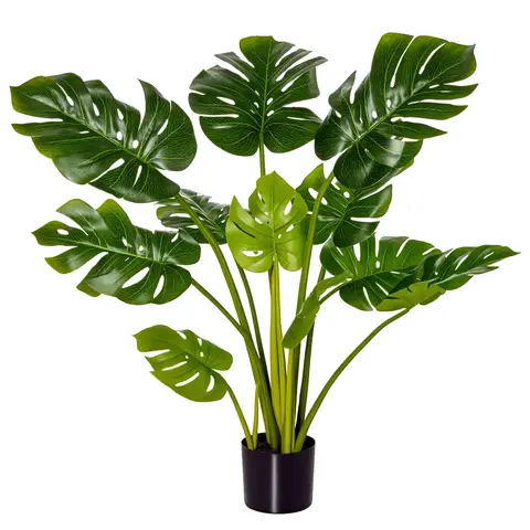 monstera deliciosa platinum Monstera Deliciosa 'Platinum' (wk17-UX)