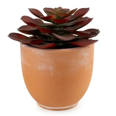 Candlelight Artificial Brown Echeveria Succulent in Terracotta Effect Pot 13cm