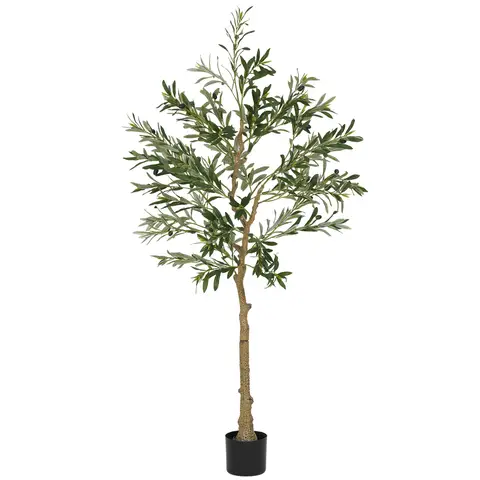 bester standort für olivenbaum Olivenbaum / Olea europaea online kaufen main image 1