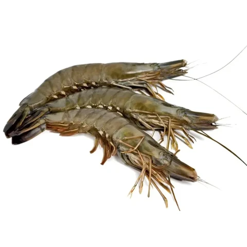 "Hochsee-Schwarzer Tiger 16/20 mit Kopf 1kg (750g Nettogewicht)"