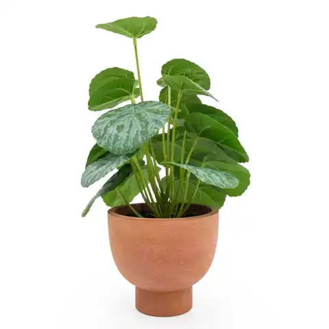 Candlelight Artificial Money Plant in Terracotta Effect Pot 30cm