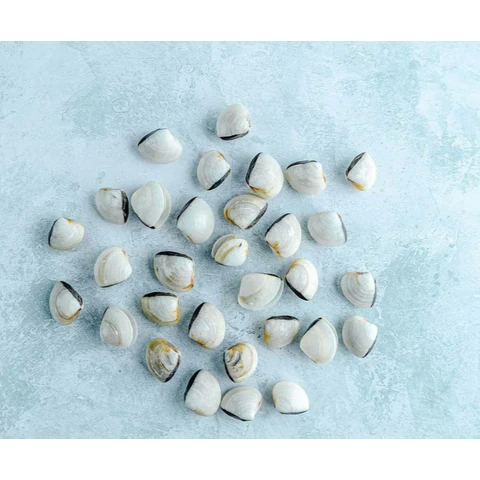 Wild White Meretrix Clams 1kg