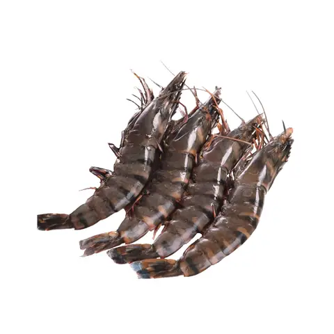 NSFIL Black Tiger 31/40 mit Kopf 1 kg (700 g netto)