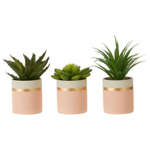 Fiori set of three pink potted succulents