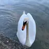 Y***e